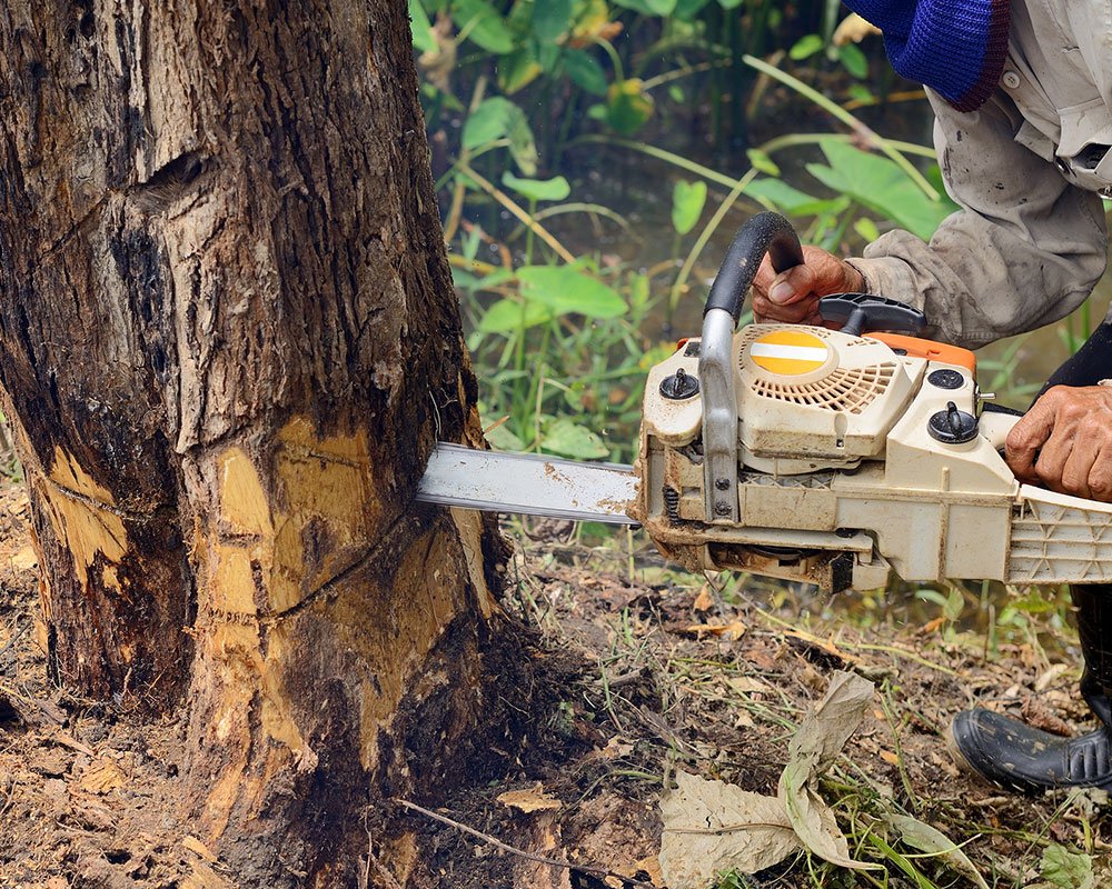 Tree Service Pataskala - Tree Removal